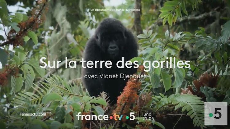« Sur la terre des gorilles » « Sur la terre des gorilles »