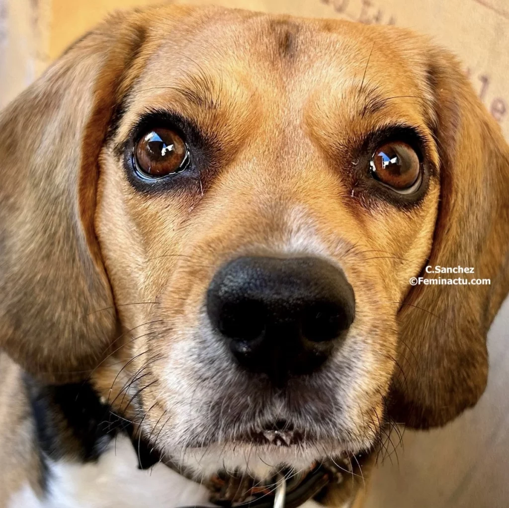 6 Français sur 10 privilégient les destinations dog-friendly !